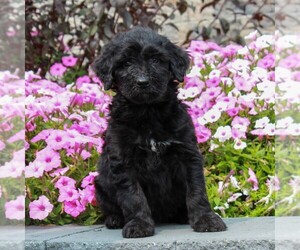Shepadoodle Puppy for sale in HONEY BROOK, PA, USA