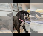 Small #2 Labrador Retriever-Treeing Walker Coonhound Mix