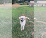 Small #1 Great Pyrenees