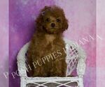 Small Photo #66 Poodle (Miniature) Puppy For Sale in WARSAW, IN, USA