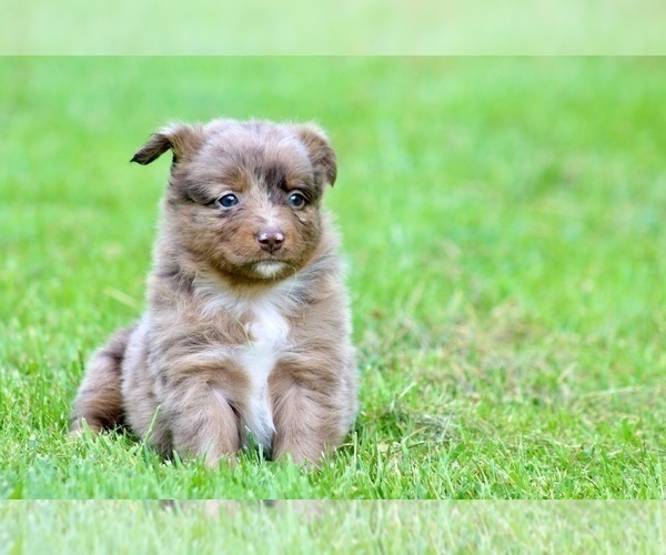 Medium Photo #17 Australian Shepherd Puppy For Sale in NEWTON FALLS, OH, USA