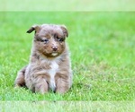 Small Photo #17 Australian Shepherd Puppy For Sale in NEWTON FALLS, OH, USA