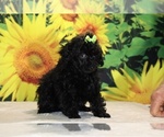 Melina - Female Poodle (Toy) Puppy for Sale - Photo #6