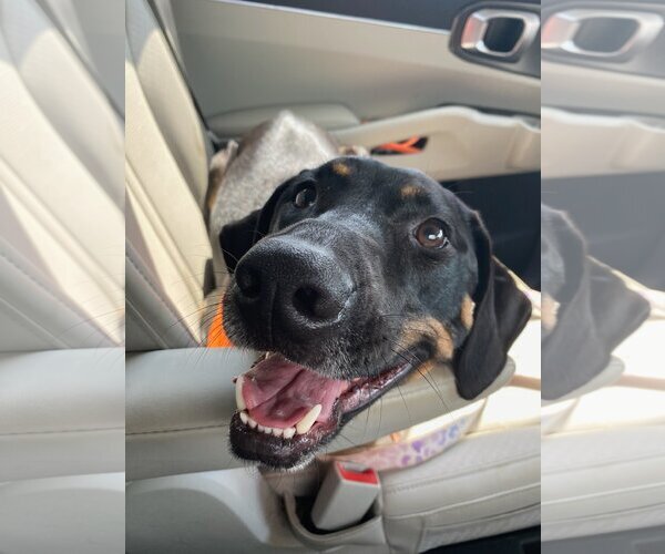 Medium Photo #4 Mutt Puppy For Sale in Forest, VA, USA