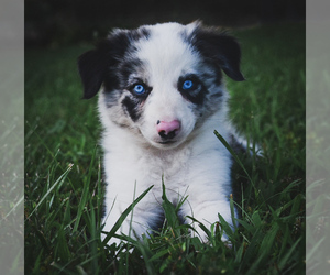 merle collie puppies for sale