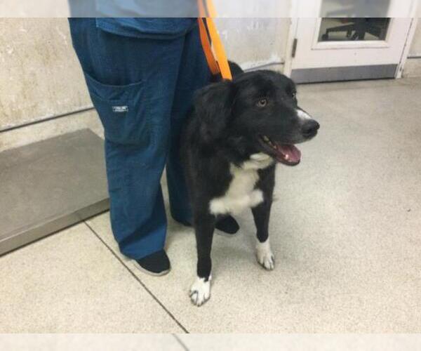 Medium Photo #1 Border Collie Puppy For Sale in Riverside, CA, USA