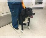 Small Border Collie