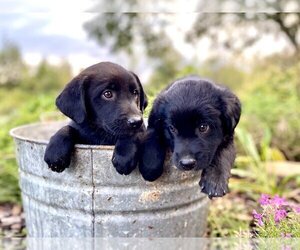 Border-Aussie Puppy for sale in WOODLEAF, NC, USA
