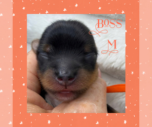 Yorkshire Terrier Puppy for sale in DAVENPORT, FL, USA