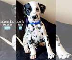 Small Photo #3 Dalmatian Puppy For Sale in CAPE MAY COURT HOUSE, NJ, USA