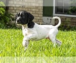 Small Photo #14 German Shorthaired Pointer Puppy For Sale in MESQUITE, TX, USA