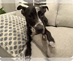 Small #2 Labrador Retriever Mix