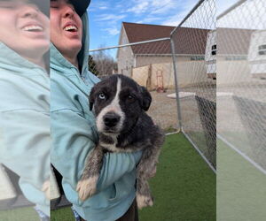 Siberian Husky-Unknown Mix Dogs for adoption in garner, NC, USA