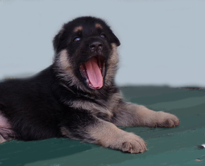 German Shepherd Dog Puppy for sale in RIDGEFIELD, WA, USA