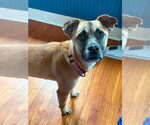Small #3 Black Mouth Cur Mix