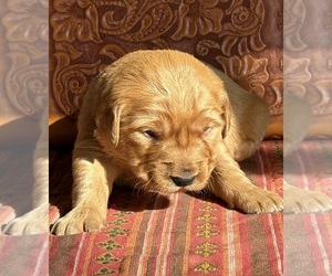 Medium Golden Retriever