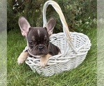 Small #2 French Bulldog