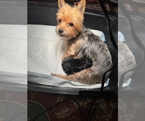 Mother of the Yorkshire Terrier puppies born on 07/30/2025