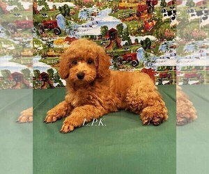 Poodle (Miniature) Puppy for Sale in WINNSBORO, Louisiana USA