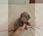 Small Photo #5 Weimaraner Puppy For Sale in DAVENPORT, IA, USA