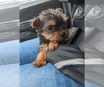 Small Photo #8 Yorkshire Terrier Puppy For Sale in SPENCER, TN, USA