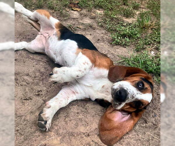 Medium Photo #2 Basset Hound Puppy For Sale in Deepwater, NJ, USA