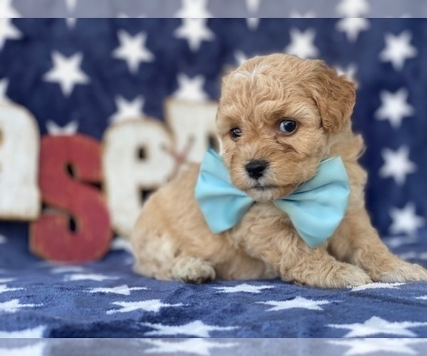 Medium Photo #4 Bichpoo Puppy For Sale in LANCASTER, PA, USA
