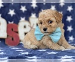 Small Photo #4 Bichpoo Puppy For Sale in LANCASTER, PA, USA