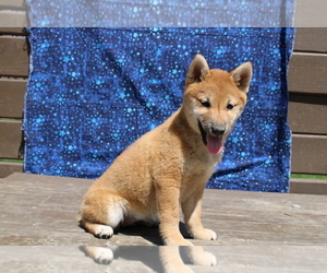 Shiba Inu Puppy for sale in BLOOMINGTON, IN, USA