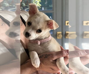 Chihuahua-Unknown Mix Dogs for adoption in Dana Point, CA, USA