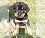 Puppy Black Collar Cane Corso-Rottweiler Mix
