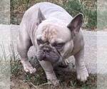 Small Photo #1 French Bulldog Puppy For Sale in ASHLEY, IL, USA