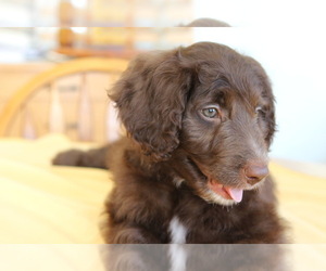 Bordoodle Puppy for sale in GREENEVILLE, TN, USA