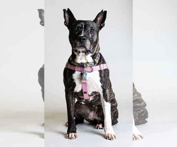 Medium Photo #10 American Pit Bull Terrier-Unknown Mix Puppy For Sale in Clarkston, MI, USA