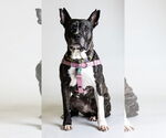 Small #9 American Pit Bull Terrier Mix