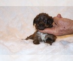 Small Photo #1 Poodle (Toy)-YorkiePoo Mix Puppy For Sale in DYERSBURG, TN, USA
