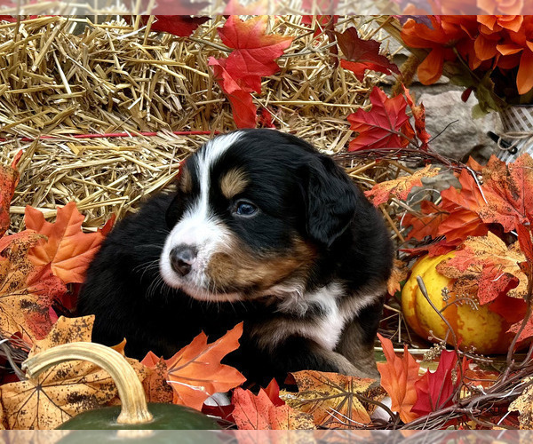 Medium Photo #2 Bordernese Puppy For Sale in LATROBE, PA, USA