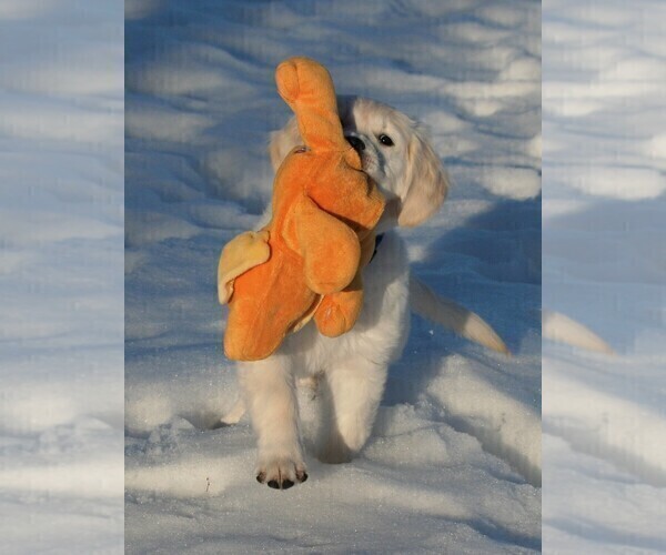Medium Photo #9 English Cream Golden Retriever Puppy For Sale in MARSHFIELD, WI, USA