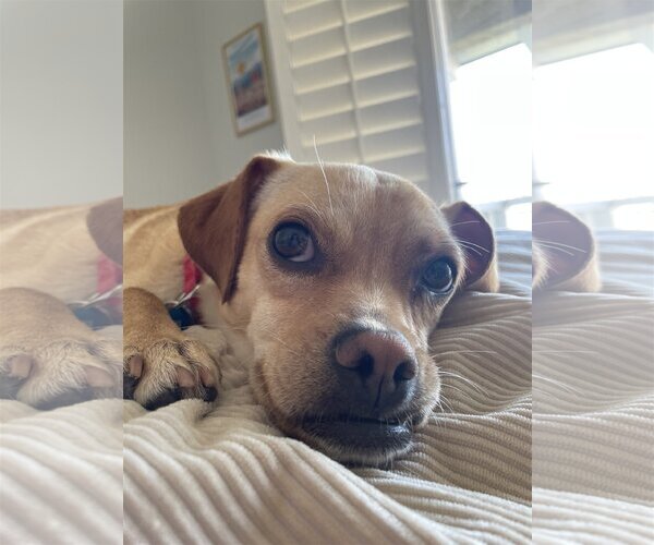 Medium Photo #7 Chihuahua-Unknown Mix Puppy For Sale in Newport Beach, CA, USA