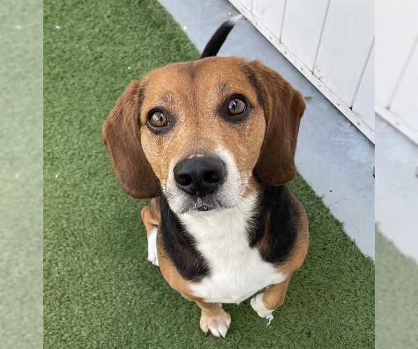 Medium Photo #1 Beagle Puppy For Sale in Palmetto, FL, USA