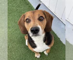 Beagle Dogs for adoption in Palmetto, FL, USA