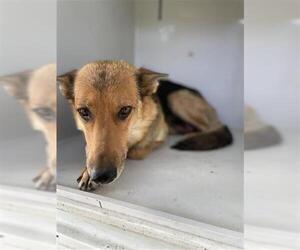 German Shepherd Dog-Unknown Mix Dogs for adoption in Houston, TX, USA