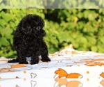 Small #5 Poodle (Toy)