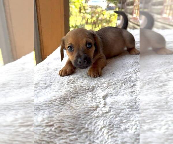 Medium Photo #2 Dachshund-Unknown Mix Puppy For Sale in New York, NY, USA