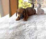 Small #1 Dachshund Mix