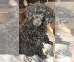 Small #2 Poodle (Miniature)
