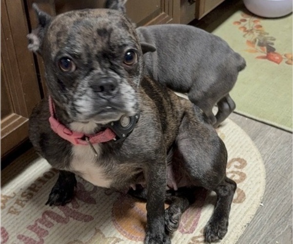 Medium Photo #1 Boston Terrier Puppy For Sale in ROUND LAKE, IL, USA