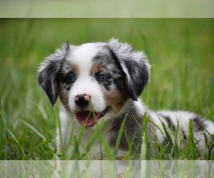Miniature Australian Shepherd Puppy for sale in PALM COAST, FL, USA