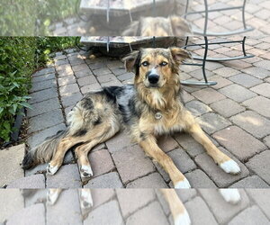Australian Shepherd Dogs for adoption in Dana Point, CA, USA