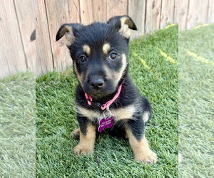 Wrynn - Female Mutt Dog for Adoption - Photo #13